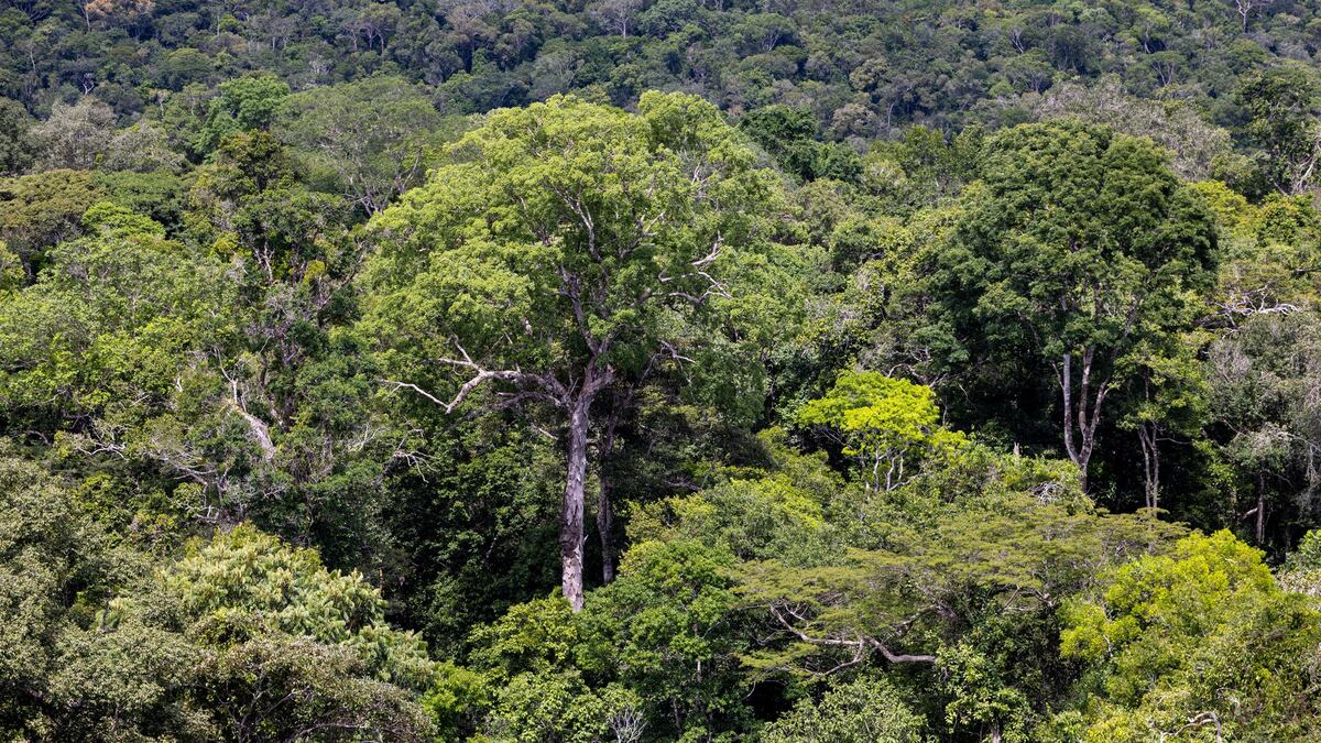 Criminal syndicates tighten grip on Amazon as rainforest nears collapse