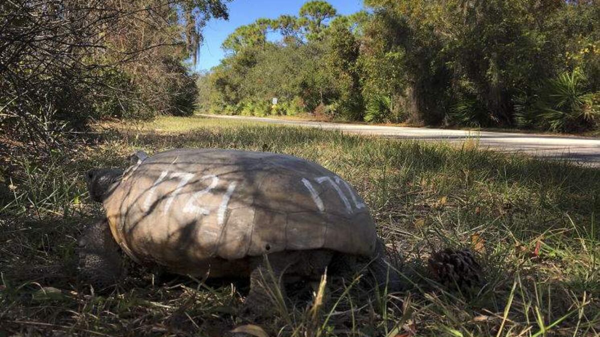 Gopher Grab Gopher-grabber nearly derailed science experiment for dinner