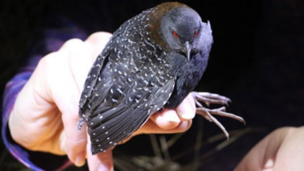Extinct Red Rail Secretive eastern black rail added to Florida’s endangered species list