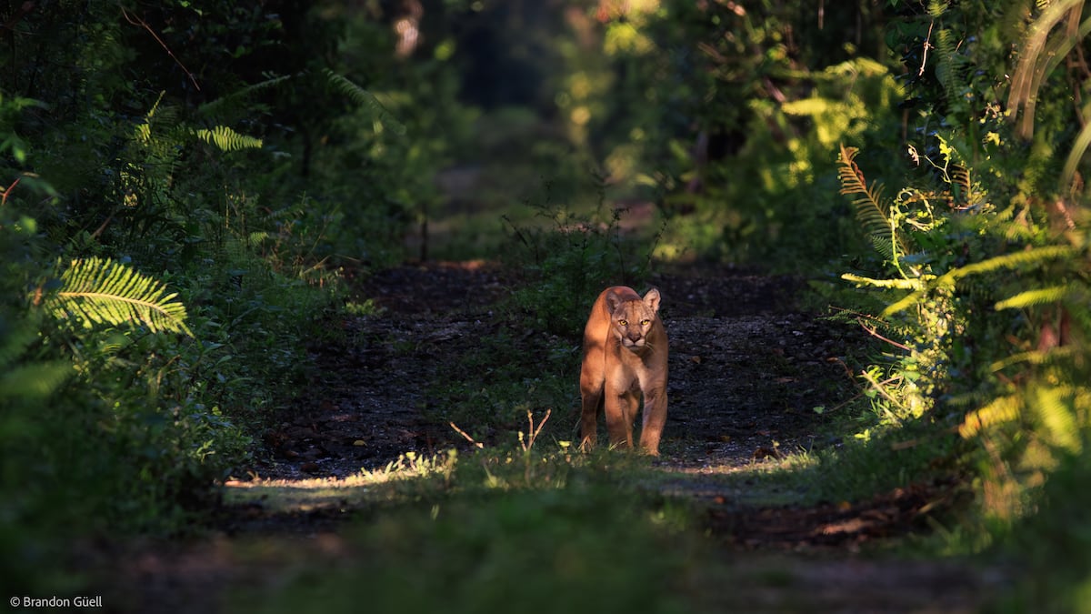 1 month. 4 Florida panther deaths. All caused by cars. What can be done to stop it?