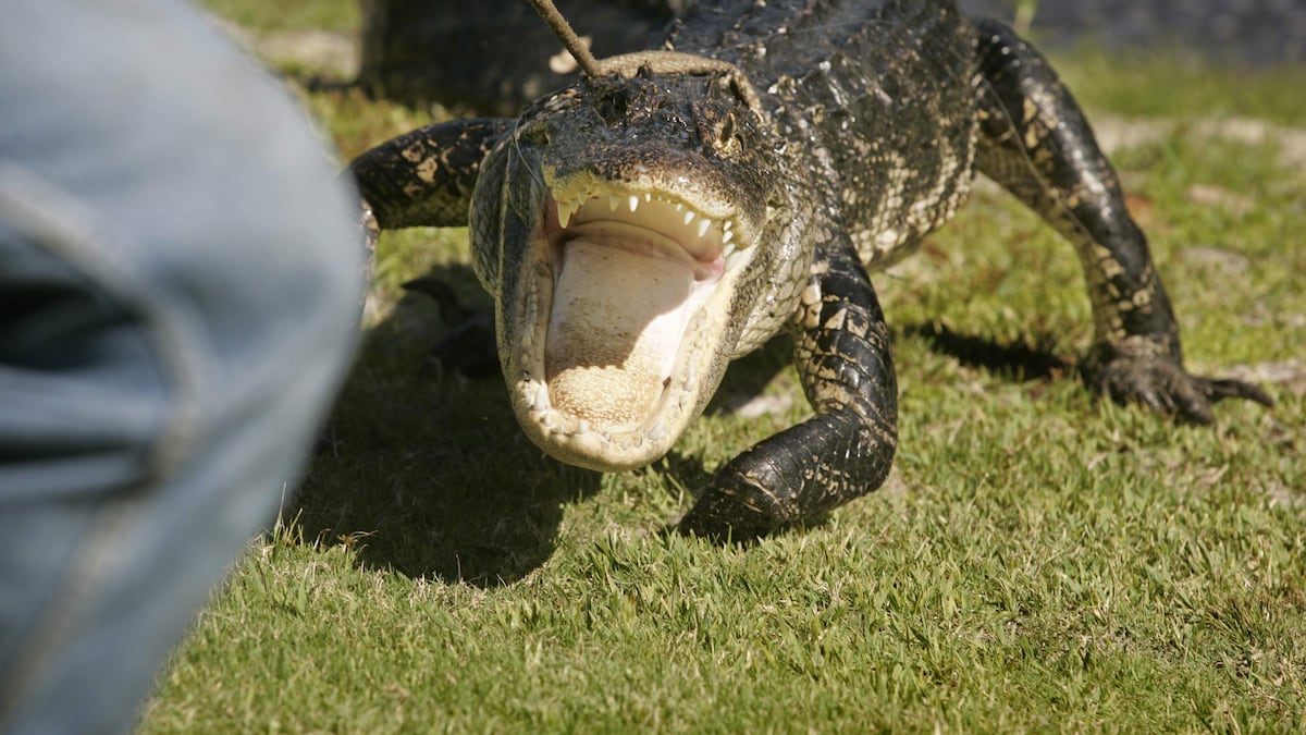 Gator Def The State You're In: Roaming gators just looking for love