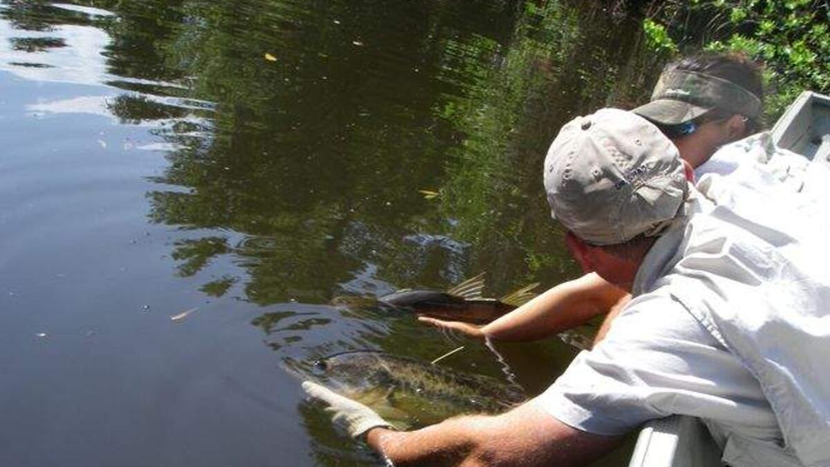 Snook Life The secret life of snook