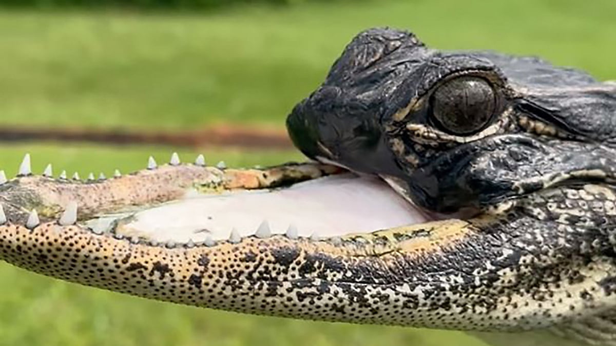 Gator Types You can now see Jawlene, the gator with a missing top jaw, at Orlando’s ...