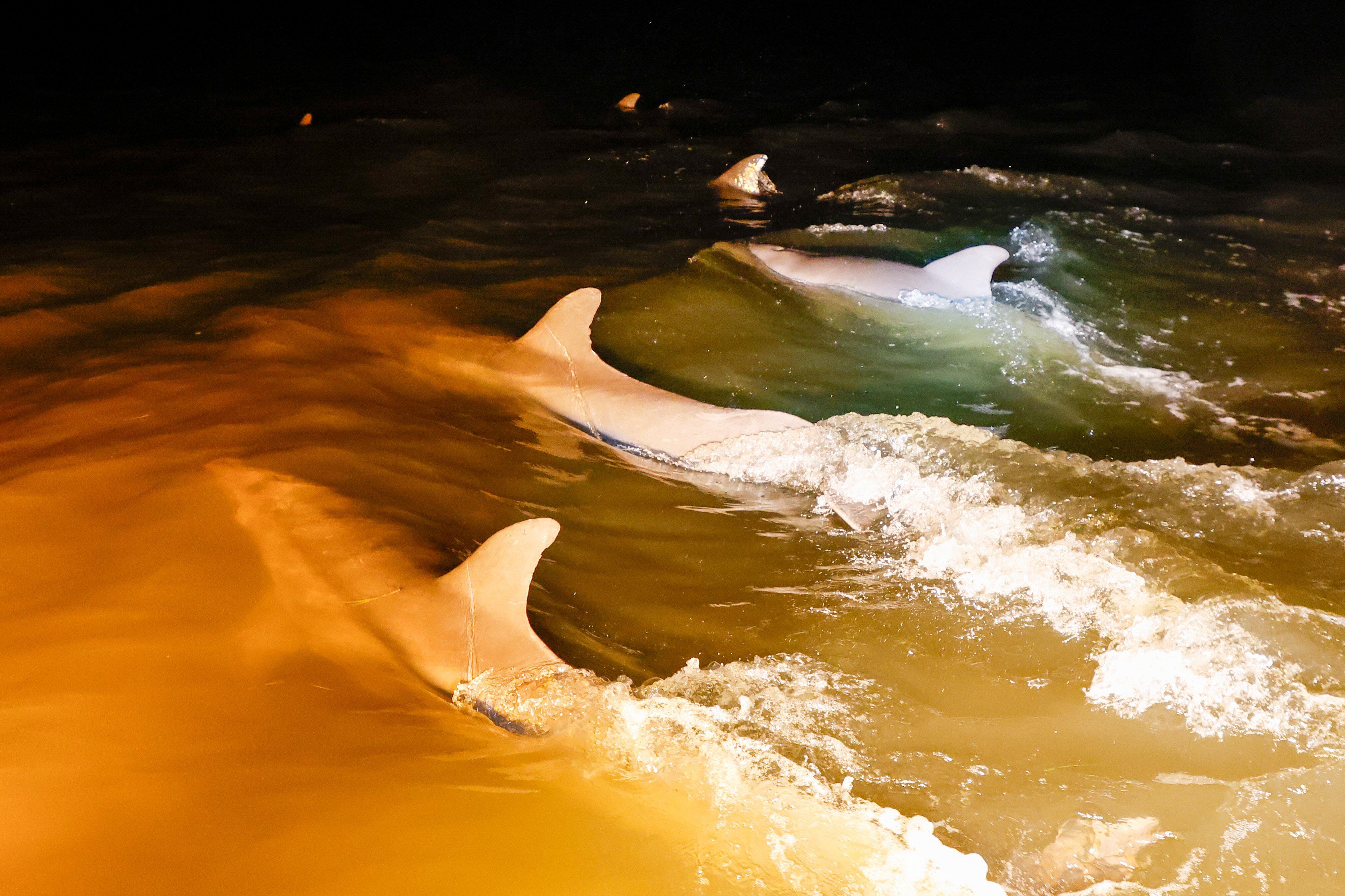 These dolphins learned to hunt alongside a Florida angler
