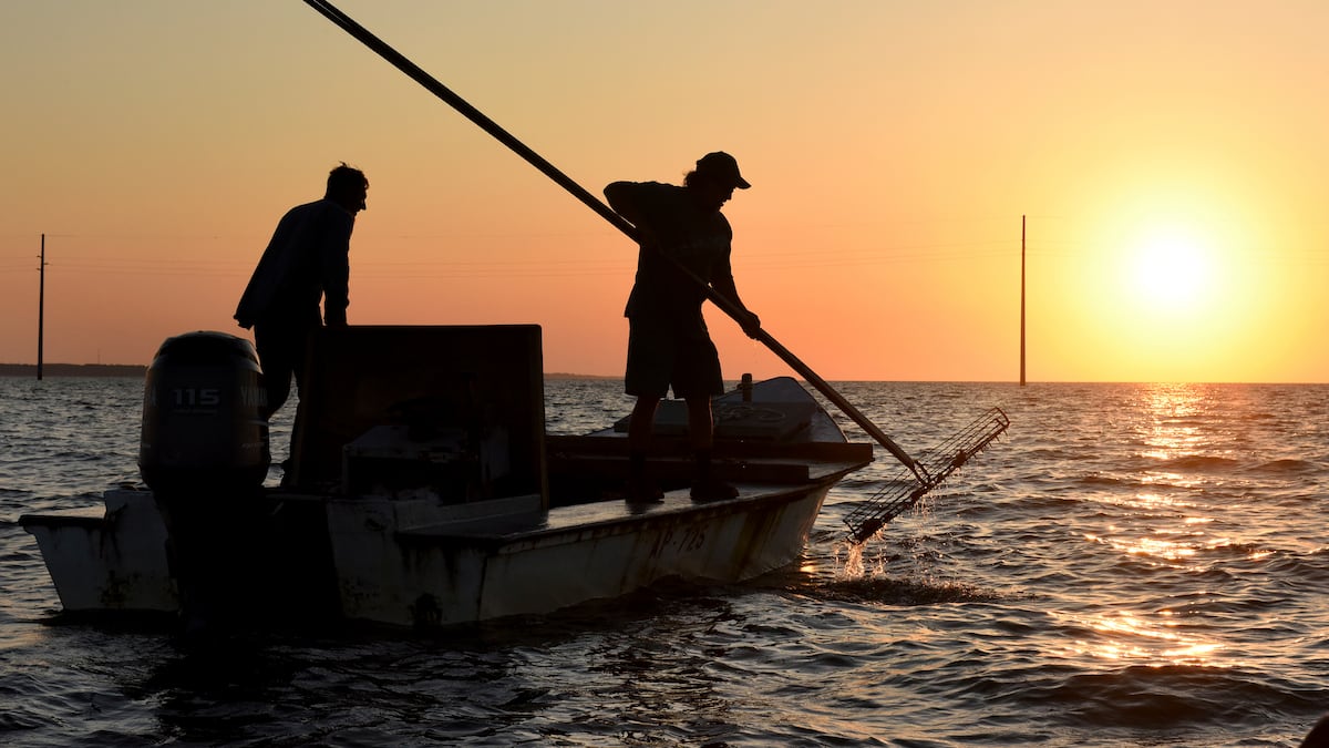 Florida’s Apalachicola Bay to reopen for oyster harvesting