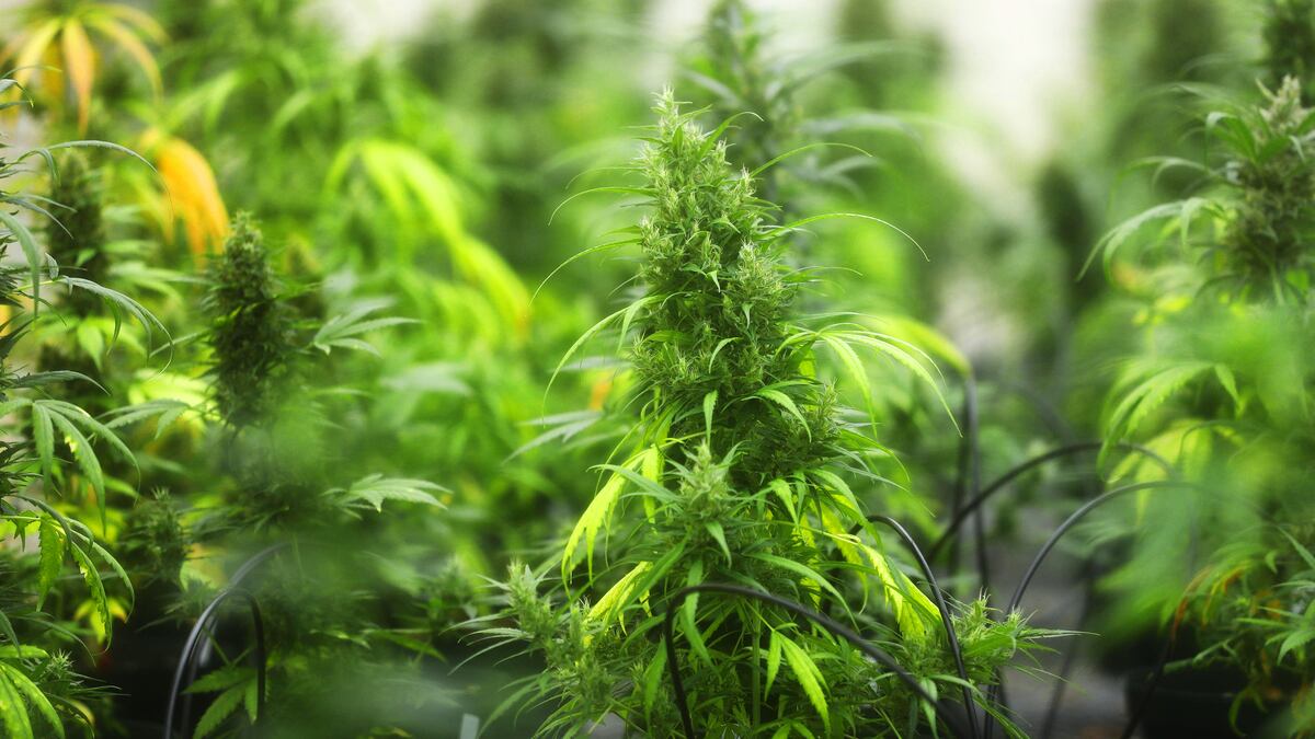 Tests show some Florida hemp products are potent, have pesticides