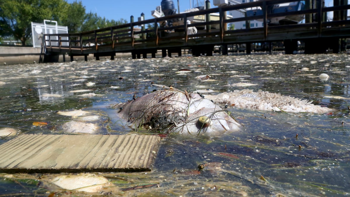 Florida Problems 5 environmental stories that affected Tampa Bay in 2021 and what’s ...
