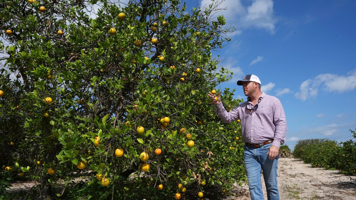 Florida’s famous orange groves may soon disappear