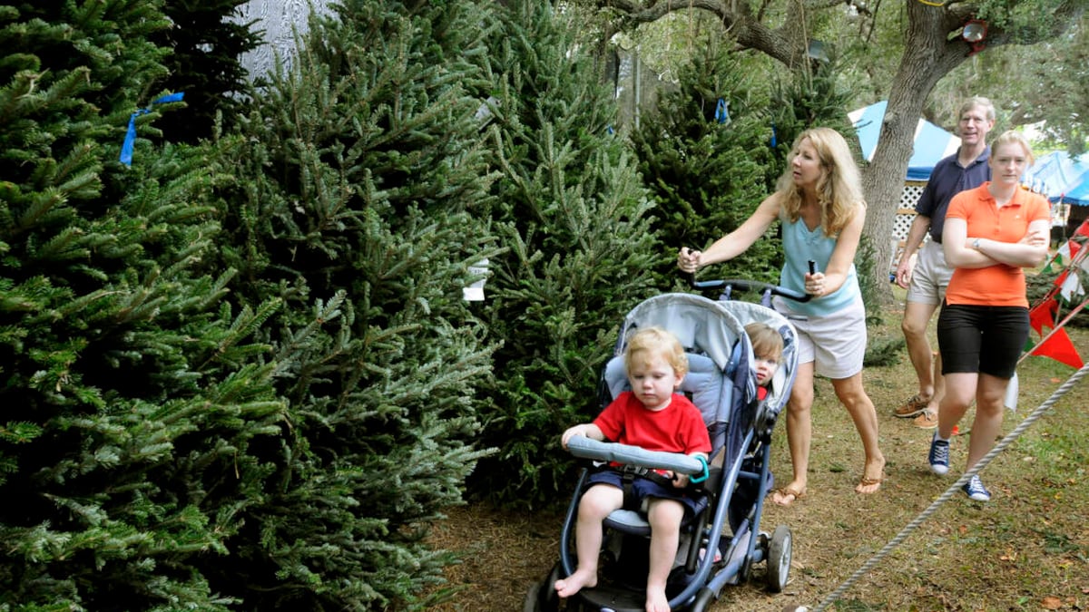 Florida city’s leaders accuse a longstanding Christmas tree lot of ‘fraud’