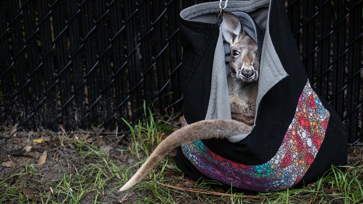 Kangaroo on the loose in Florida city highlights problems with exotic pets
