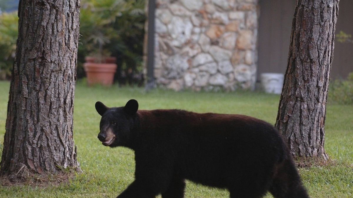 Halfway through Florida’s bear hunt, state officials won’t say how many ...
