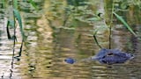 Florida man, 71, killed by 12-foot alligator while fishing at park, police say Florida man, 71, killed by 12-foot alligator while fishing at park, police say