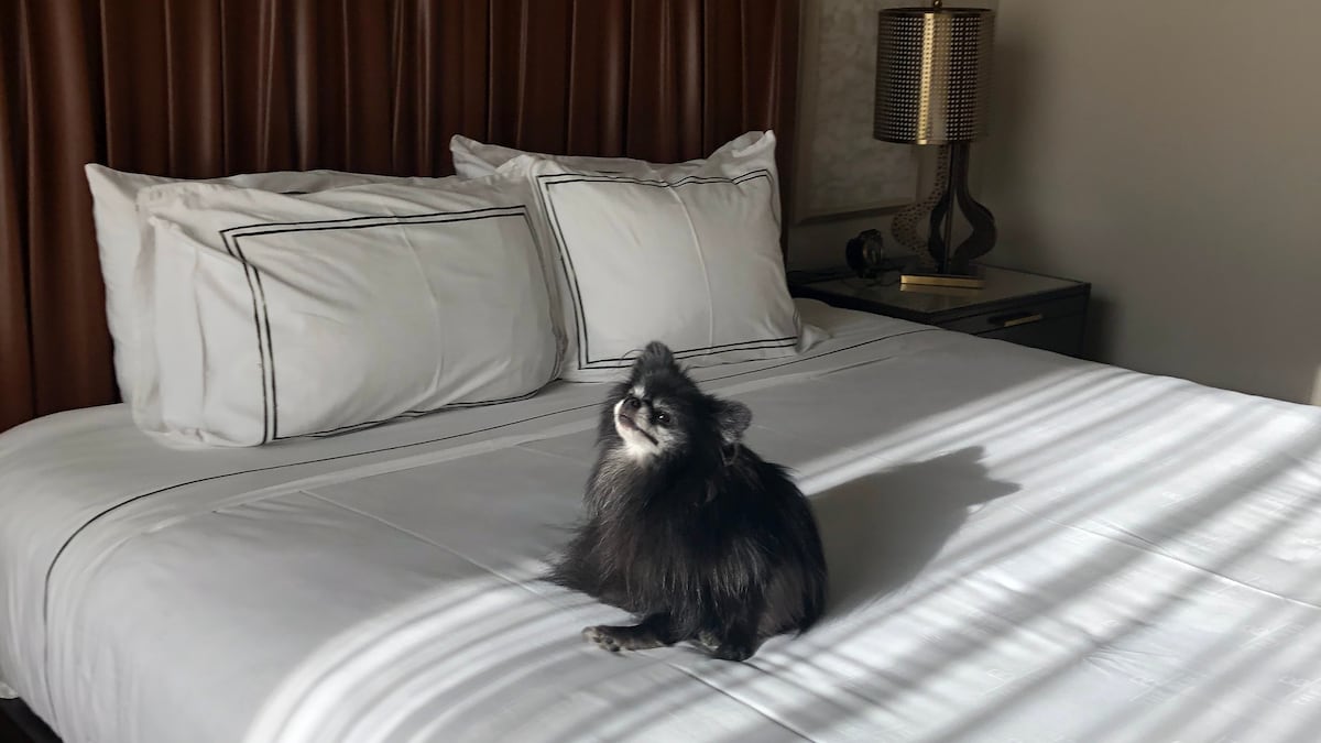 Rocket the Pomeranian relaxes on a bed at The Ben hotel.