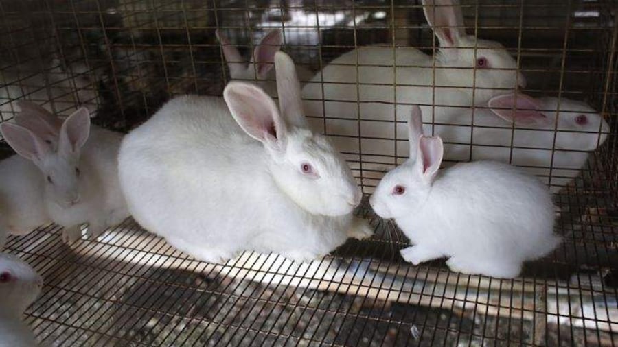 Baby Florida Rabbit Rabbits Native To Florida